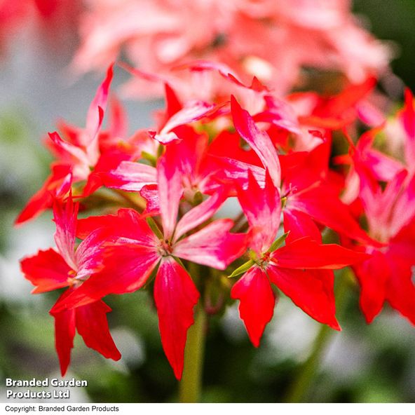 Geranium Firework Red-White