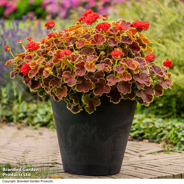 Geranium Grandeur Deco Caramel Red