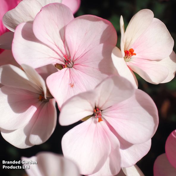 Geranium 'Horizon F1 Appleblossom'