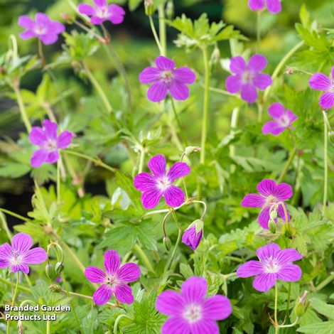 Geranium palustre (Marginal Aquatic)