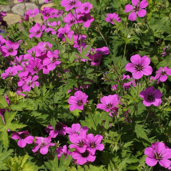 Geranium Patricia