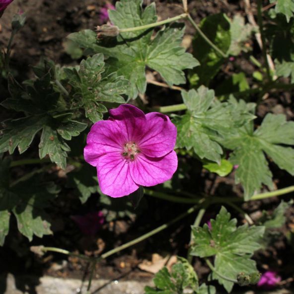Geranium x riversleaianum Russell Prichard