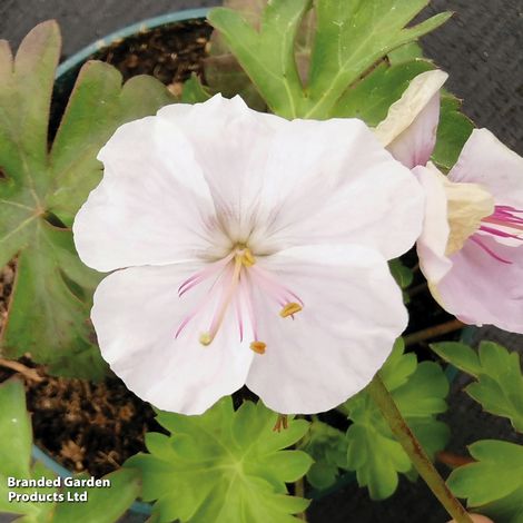 Geranium x cantabrigiense St Ola