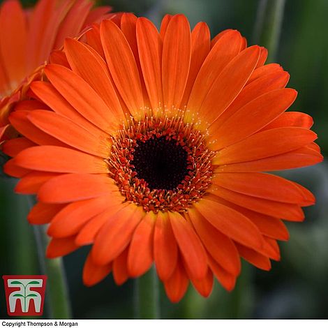 Gerbera Sweet Sunset