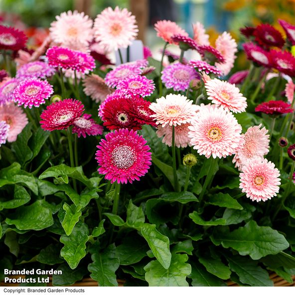 Gerbera 'Pretty In Pink' Collection