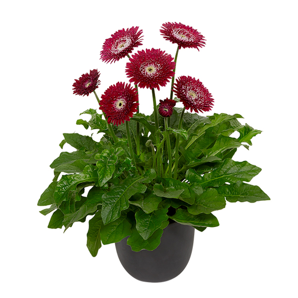 Gerbera garvinea 'Majestic Burgundy'