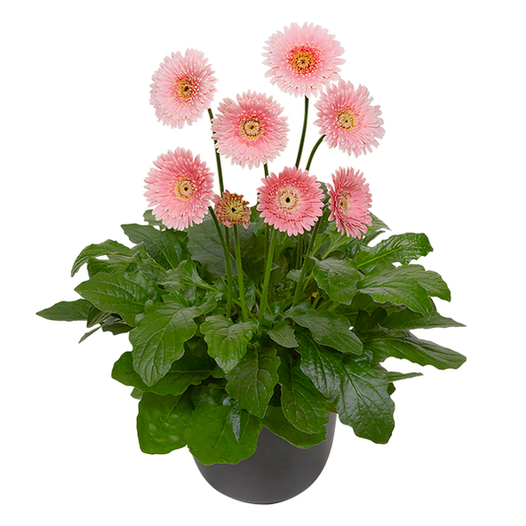 Gerbera garvinea 'Majestic Light Pink'