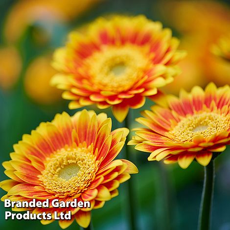Gerbera Garvinea Sweet Blaze