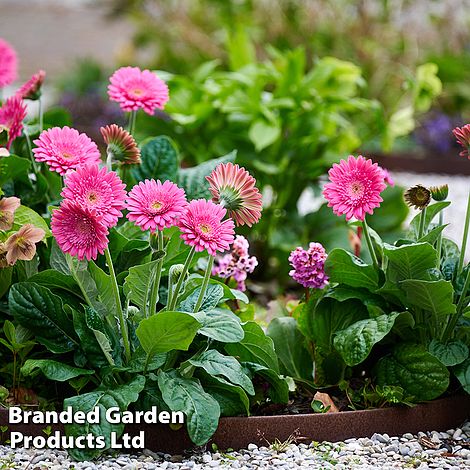 Gerbera Garvinea Sweet Maggie