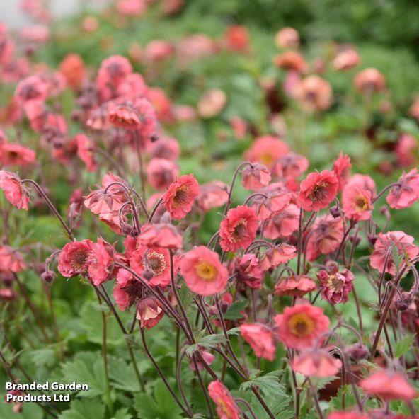 Geum × hybrida Pink Petticoats