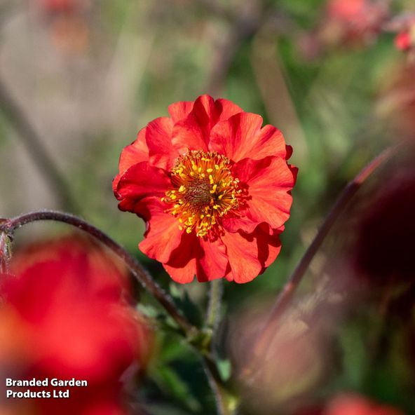 Geum × hybrida 'Cocktail Sangria'