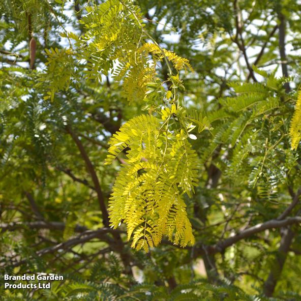 Gleditsia triacanthos inermis