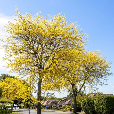 Gleditsia triacanthos Sunburst (Mature Tree)