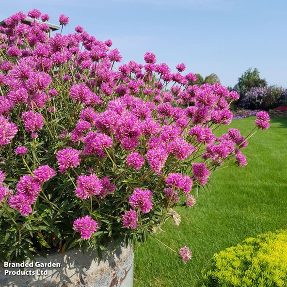 Gomphrena Truffula Pink