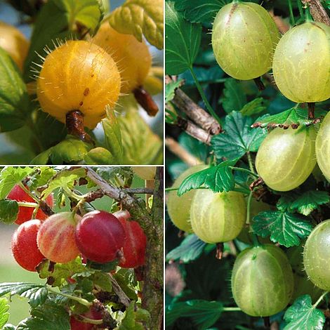 Succulent fruitiers graines Kit en culture boite cadeau par THOMPSON & MORGAN 5 Fraîches flavoursome fruitiers pour Grow ; fraises melon Physalis & GRAINES DE TOMATE RHUBARBE 