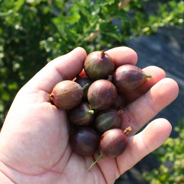 Gooseberry Easycrisp® 'Lady Late®'