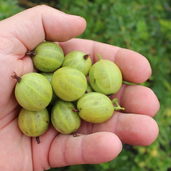 Gooseberry Easycrisp® 'Mr. Green®'