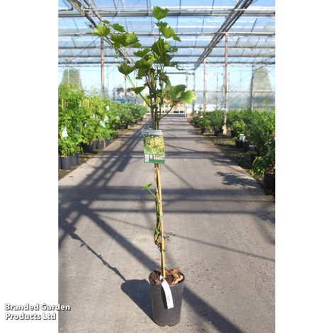 Grape 'Arkadia'