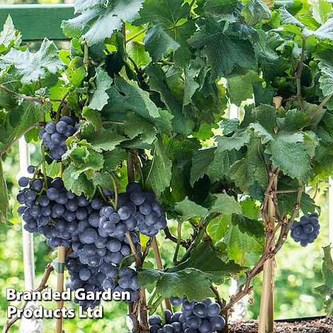 Grape Pixie™ Pinot Noir
