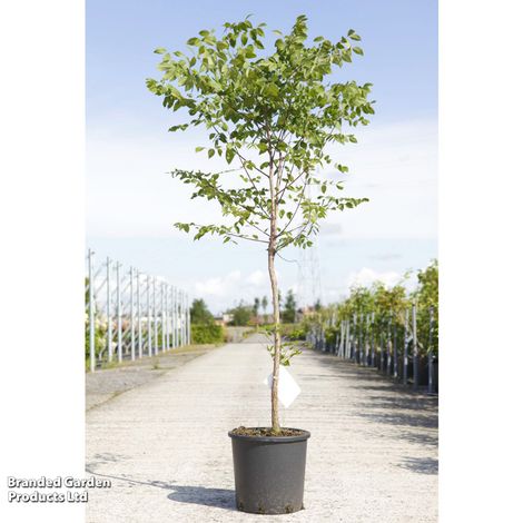 Gymnocladus dioica