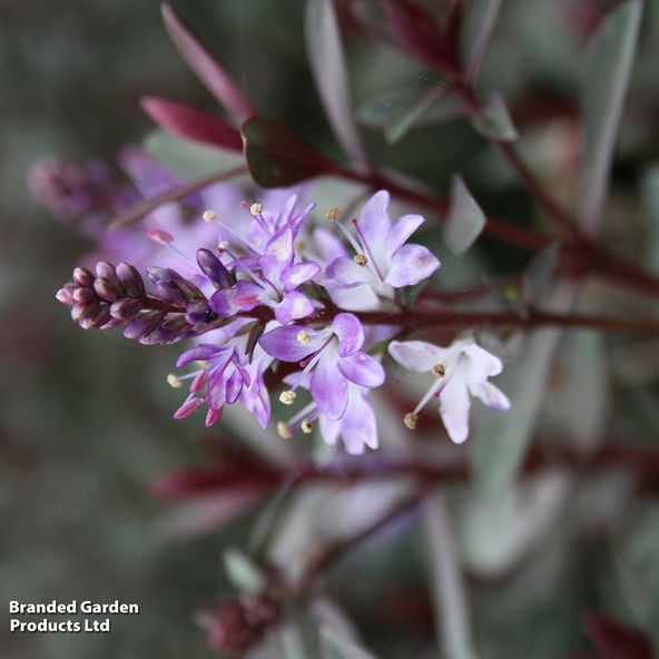 Hebe Caledonia