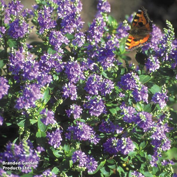Hebe 'Purple Pixie'