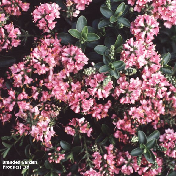 Hebe 'Rosie'
