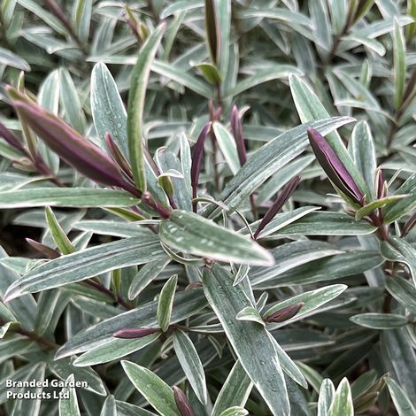 Hebe Winter Wonder
