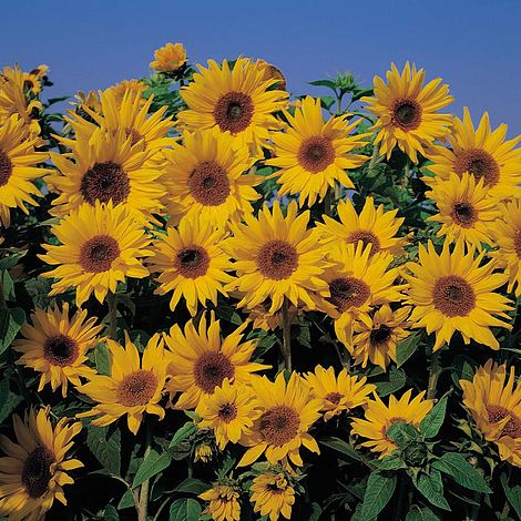 Image result for sunflowers