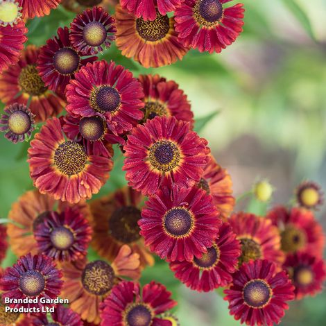 Helenium autumnale Red Shades