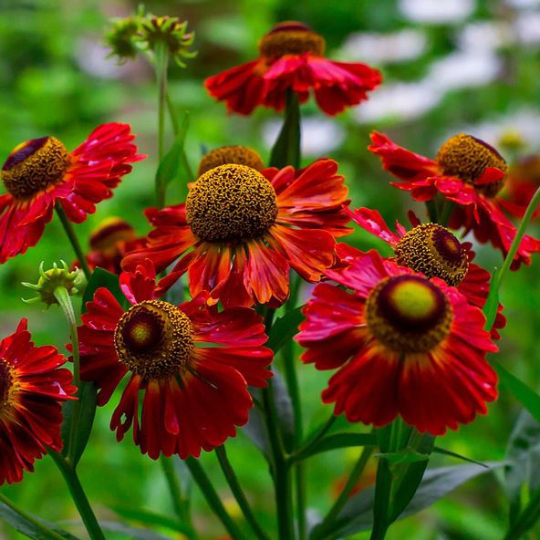 Helenium Helena Red