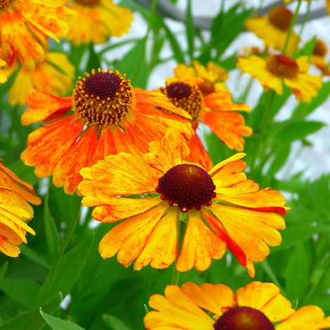 Helenium Mardi Gras