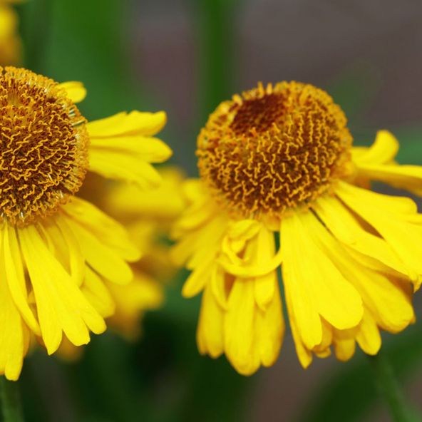 Helenium Pumilum Magnificum