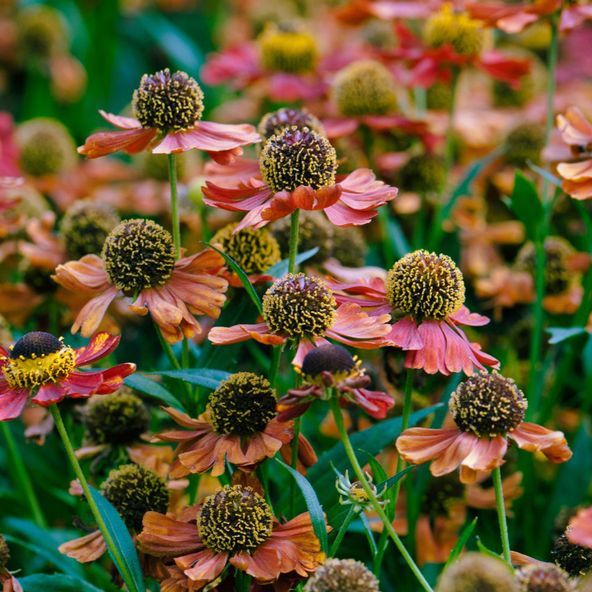 Helenium Rubinzwerg