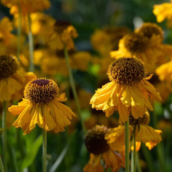 Helenium The Bishop