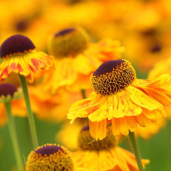 Helenium Wyndley