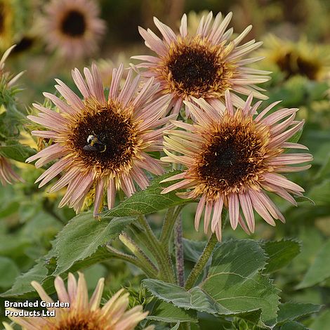 Sunflower Astra Rose - Seeds