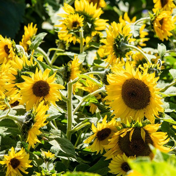 Sunflower 'Bambino' - Seeds