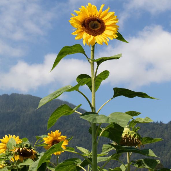 Sunflower 'High Hopes' - Seeds