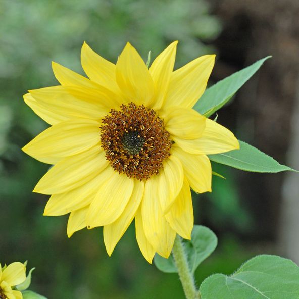 Helianthus Lemon Queen