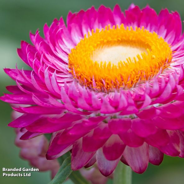 Helichrysum bracteatum 'Nevada Rose'