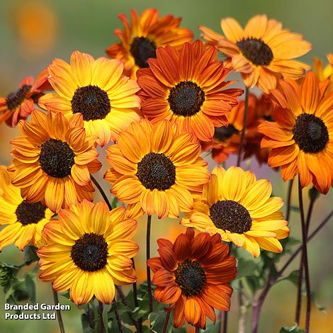 Sunflower Soluna Bronze - Seeds