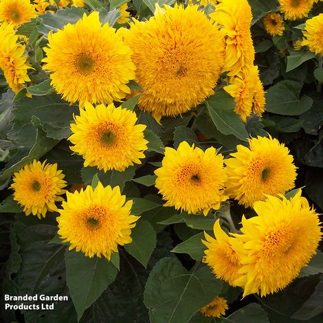 Sunflower Sunshot Golds Mixed F1 - Seeds