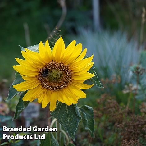 Sunflower Sunspot - Seeds
