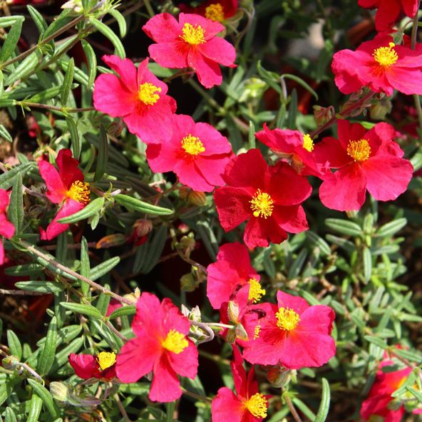 Helianthemum Supreme