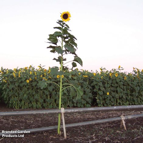 Sunflower Tall Timbers - Seeds