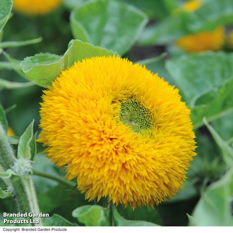 Mr. Men™ Little Miss™ - Little Miss Sunshine - Sunflower Teddy Bear - Seeds