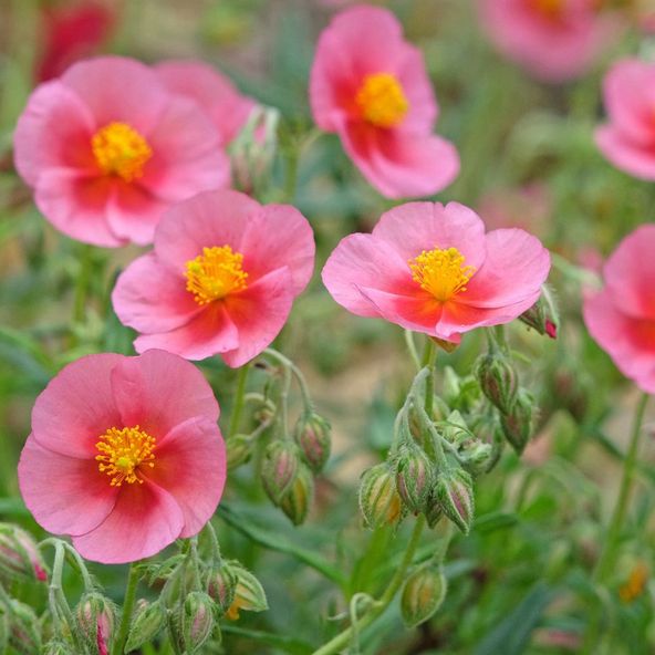 Helianthemum Wisley Pink