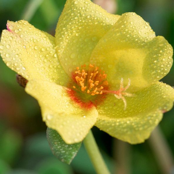 Helianthemum Wisley Primrose