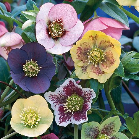 Hellebore 'Winter Flowering Hybrid Mix Improved' - Seeds